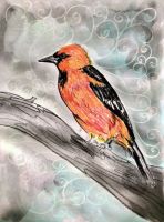 Altamira Oriole